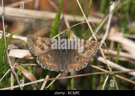 Squallido Skipper Erynnis tages crogiolarsi al sole sul gambo di erba a Priddy Mineries, Somerset nel mese di giugno. Foto Stock