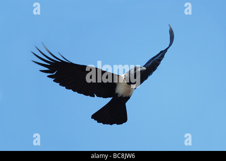 Pied Crow battenti in Gambia Foto Stock