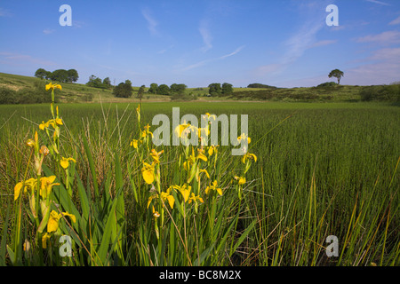 Vista di Priddy Mineries piscina e la vegetazione circostante nel Somerset in giugno. Foto Stock