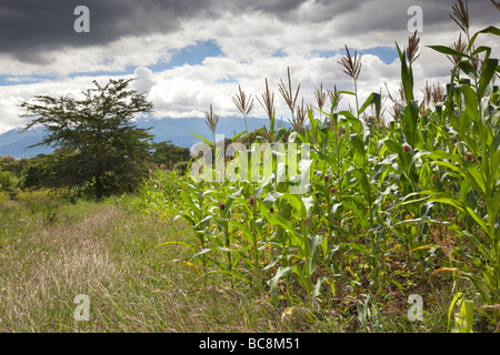 Campo di mais con il Monte Meru in background. Villaggio Kikwe Arumeru District Arusha in Tanzania Foto Stock