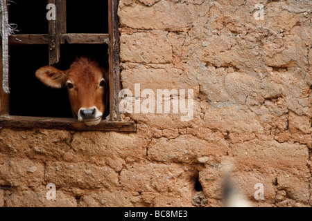 Una vacca del peering fuori una finestra di una argilla costruite barn Foto Stock