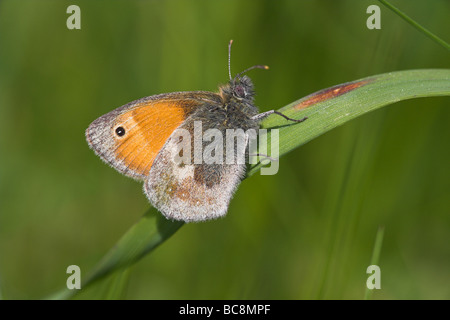 Small Heath Coenonympha pamphilus sono ' appollaiati sul gambo di erba a Priddy Mineries, Somerset nel mese di giugno. Foto Stock