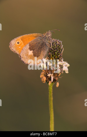 Small Heath Coenonympha pamphilus sono ' appollaiati sulla testa di piante a Priddy Mineries, Somerset nel mese di giugno. Foto Stock