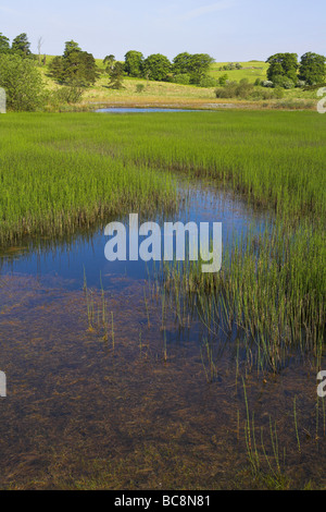 Vista di Priddy Mineries piscina e la vegetazione circostante nel Somerset in giugno. Foto Stock