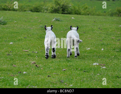 Due agnelli in una grassy derbyshire campo Foto Stock