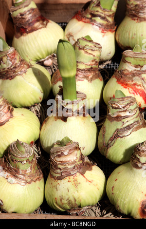 Amaryllis germogliazione delle lampadine al mercato dei fiori di Amsterdam Paesi Bassi Europa Foto Stock