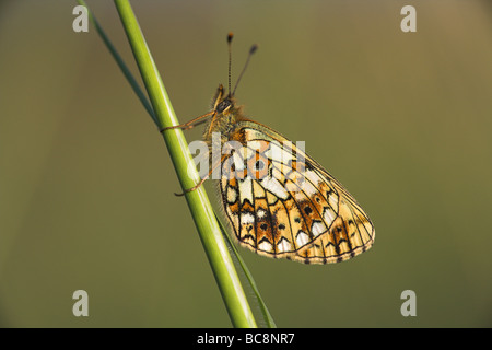 Piccola perla-delimitata Fritillary Boloria selene butterfly appollaiato sul gambo di erba a Priddy Mineries, Somerset nel mese di giugno. Foto Stock