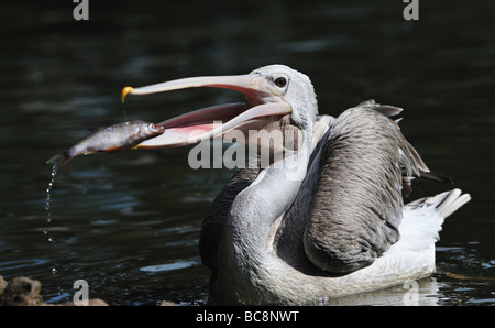 Pelican catturato alcuni pesci Foto Stock