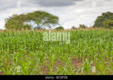 Campo di mais. Villaggio Kikwe Arumeru District Arusha in Tanzania Foto Stock