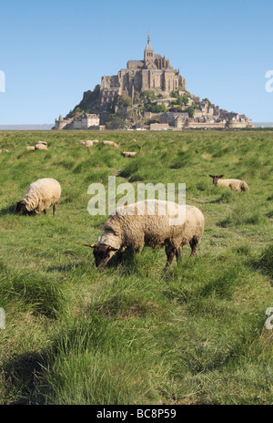 Pecore al pascolo nella parte anteriore del Mont St Michel Foto Stock
