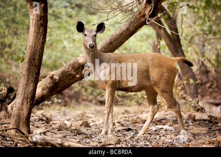 Femmina Sambar cervo (Cervus unicolor) Foto Stock