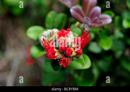 Fiori freschi di Pua Lehua flower, Hawaii, Stati Uniti d'America. Foto Stock