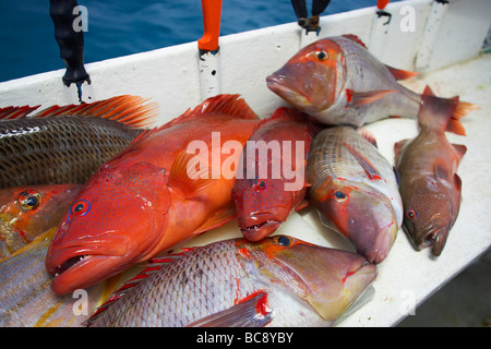 Appena catturati pesci di scogliera Foto Stock