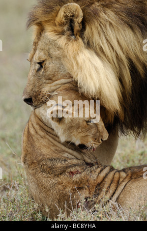 Foto di stock di un grande maschio lion di attaccare e uccidere un cucciolo, Ndutu, Tanzania, febbraio 2009. Foto Stock