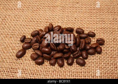 Chicco di caffè è il seme della pianta del caffè (pit dentro il rosso porpora o frutta). Foto Stock