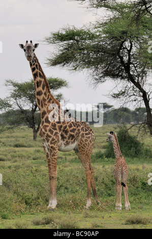 Foto di stock di una giraffa di mucca e di vitello insieme permanente nel bosco Ndutu, Tanzania, 2009.