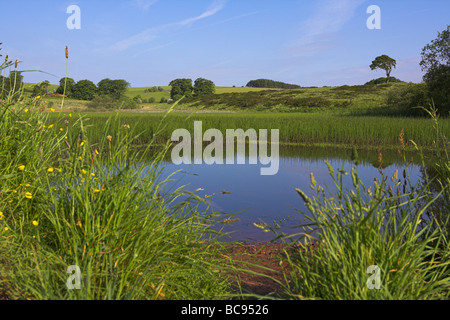 Vista di Priddy Mineries piscina e la vegetazione circostante nel Somerset in giugno. Foto Stock