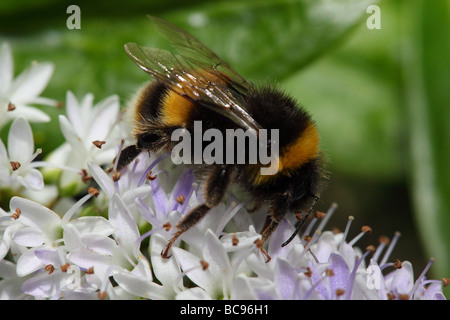 Bumblebee per raccogliere il polline su Hebe Foto Stock