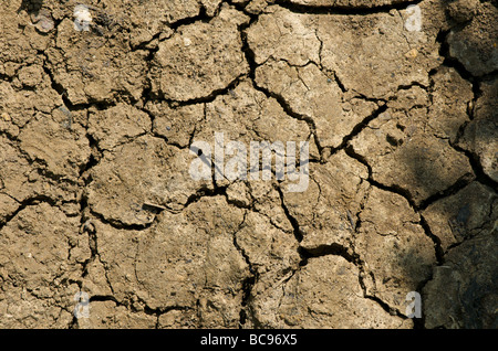 Un tessiturali immagine raffigurante incrinato solis secco che ha bisogno di un po' di acqua Foto Stock
