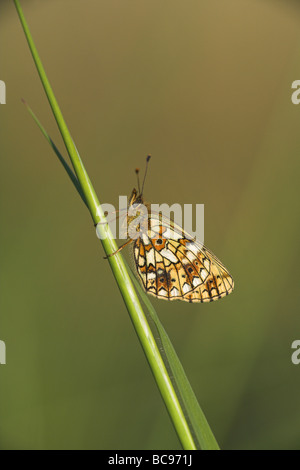 Piccola perla-delimitata Fritillary Boloria selene butterfly appollaiato sul gambo di erba a Priddy Mineries, Somerset nel mese di giugno. Foto Stock