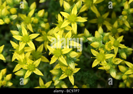 Mordere Stonecrop Sedum acre prese a Malham, Yorkshire, Regno Unito Foto Stock