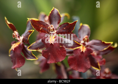 Orchid Colmanara Wildcat Hybrid preso per lo Zoo di Chester, England, Regno Unito Foto Stock