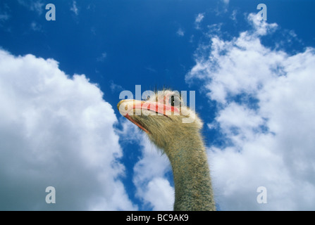 (Struzzo Struthio camelus) Testa, riserva Masai Mara, Kenya, Africa orientale Foto Stock