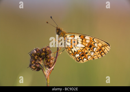 Piccola perla-delimitata Fritillary Boloria selene butterfly appollaiato sulla testa di piante a Priddy Mineries, Somerset nel mese di giugno. Foto Stock