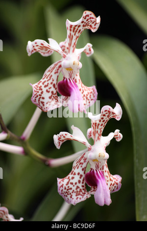 Orchid Vanda tricolore var. Suavis preso per lo Zoo di Chester, England, Regno Unito Foto Stock