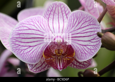 Moth Orchid Phalaenopsis Hybrid Nivacolor preso per lo Zoo di Chester, England, Regno Unito Foto Stock