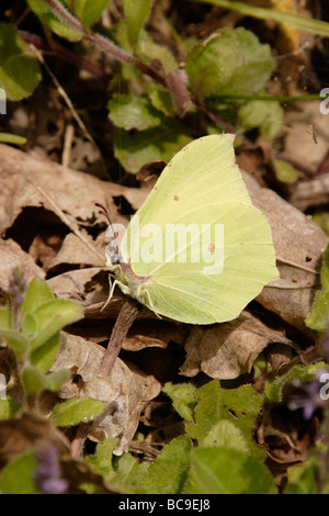 Brimstone butterfly Gonepteryx rhamni maschio Pieridae crogiolarsi nella luce del sole di primavera REGNO UNITO Foto Stock