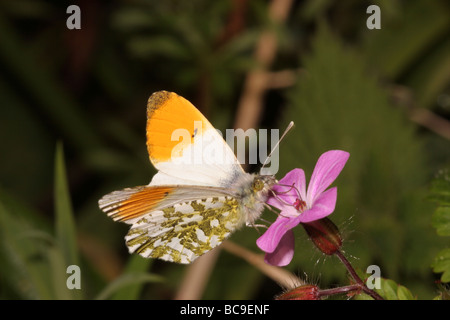 Punta arancione farfalla Anthocaris cardamines Pieridae maschio su erba robert Geranium robertianum REGNO UNITO Foto Stock