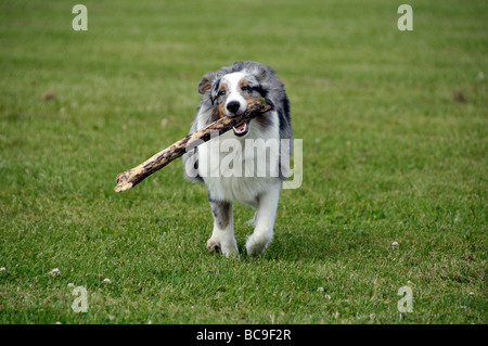 Sheltie cucciolo giocando con il bastone. Foto Stock