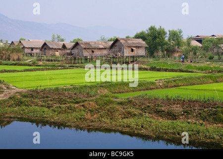 Stilt capanne su un rigoglioso campo di riso in Myanmar Foto Stock