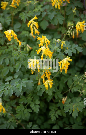 Giallo Corydalis, Corydalis Lutea, Fumariaceae. REGNO UNITO Foto Stock