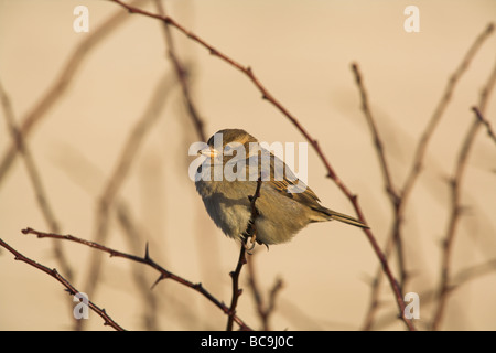 Casa Passero Passer domesticus arroccato nella boccola al Caerlaverock, Dumfries & Galloway in dicembre. Foto Stock