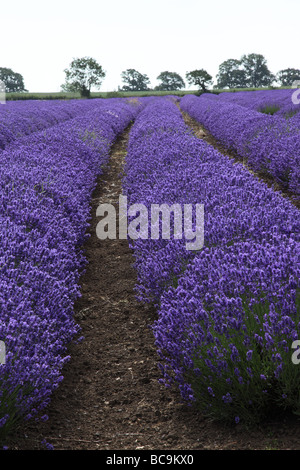 Primo piano di file di lavanda piantati in un campo a Somerset, Regno Unito Foto Stock