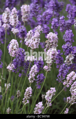 Primo piano di steli di lavanda rosa e viola che fioriscono in un campo di lavanda a Somerset, Regno Unito Foto Stock