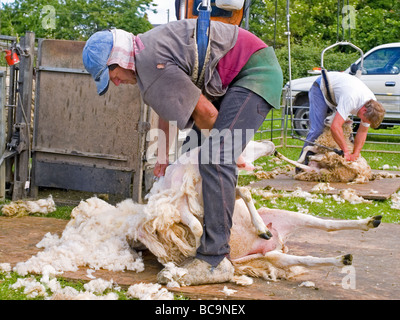 La tosatura delle pecore Wiltshire, Inghilterra Regno Unito Foto Stock