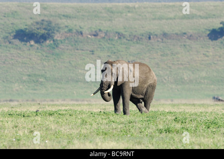 Foto di stock di lone bull elephant sul pavimento del cratere di Ngorongoro, Tanzania, febbraio 2009. Foto Stock