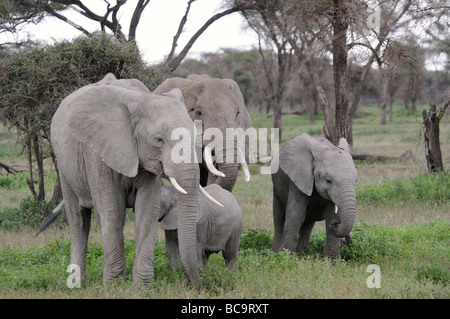 Foto di stock di una famiglia di elefanti in piedi nel bosco di Ndutu, Tanzania, 2009. Foto Stock