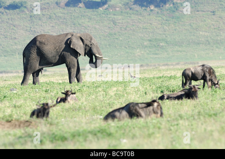 Foto di stock di un elefante e gnu sul pavimento del cratere di Ngorongoro, Tanzania, febbraio 2009. Foto Stock