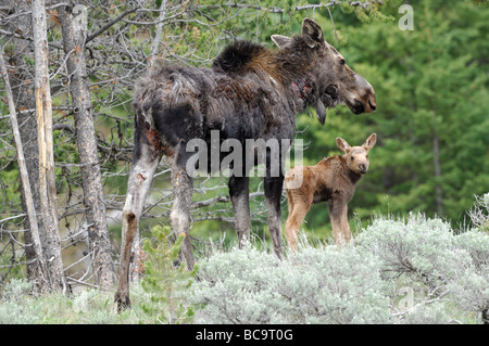 Foto di stock di una vacca e vitello alce. L'alce è ferito da un recente attacco da lupi. Parco Nazionale di Yellowstone, 2009. Foto Stock