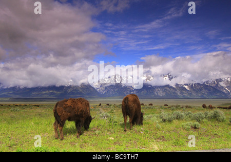 Bison pascolano sulle erbe e fiori selvatici del Grand Teton National Park in Wyoming Foto Stock