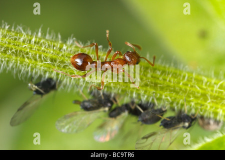 Myrmica ant tendente a afidi. Essi latte questi afidi, la melata è molto ricca di zucchero. Foto Stock