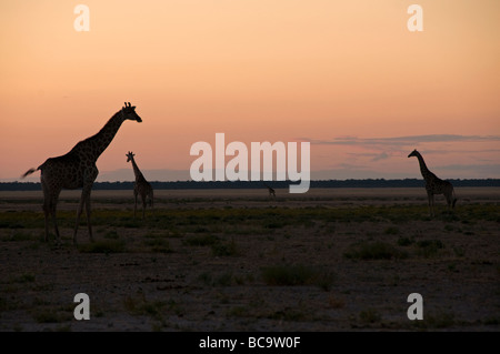Giraffe (Giraffa camelopardalis) stagliano al tramonto nel Parco Nazionale Etosha in Namibia Foto Stock