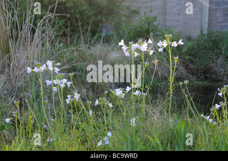 Lady s Smock o fiore a cucù cardamine pratensis in fiore cresce in area faunistica della garden Regno Unito Aprile Foto Stock