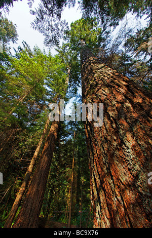 Foresta di pioggia a Lynn Canyon vicino al Ponte Sospeso di Capilano gigantesco albero di sequoia Vancouver Canada America del Nord Foto Stock