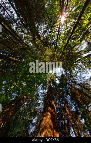 Foresta di pioggia a Lynn Canyon vicino al Ponte Sospeso di Capilano gigantesco albero di sequoia Vancouver Canada America del Nord Foto Stock