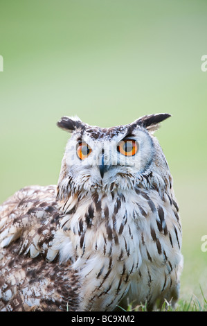 Bubo bengalensis. Captive Bengala gufo reale / indian gufo reale. Regno Unito Foto Stock